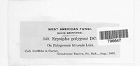 Erysiphe polygoni image